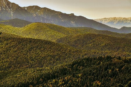 Landscape tree nature forest Photo