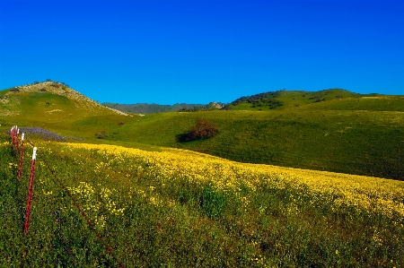 風景 自然 草 地平線 写真