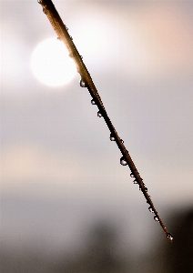 Water grass branch dew Photo