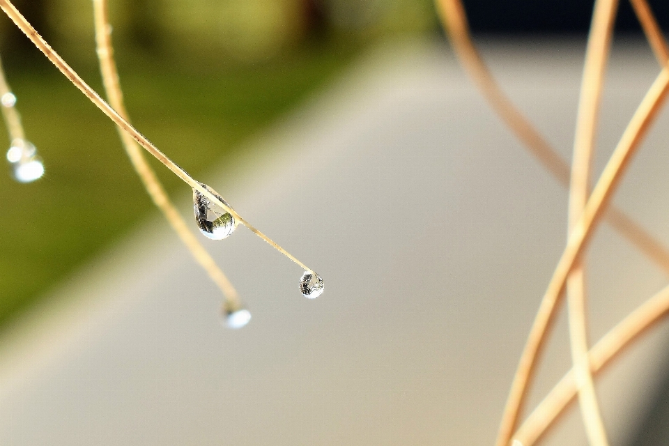 水 草 ブランチ 露