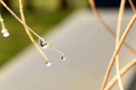 Water grass branch dew Photo