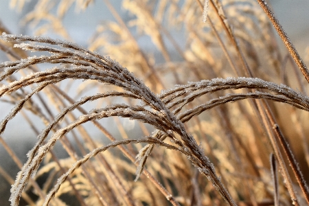 Nature grass branch cold Photo