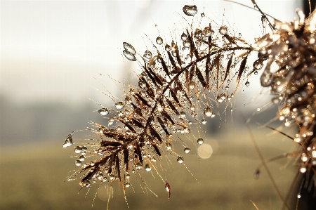 Tree water nature grass Photo