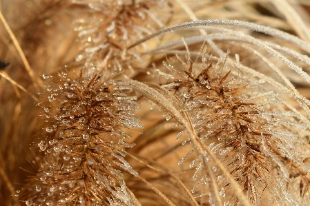 Nature grass branch cold Photo