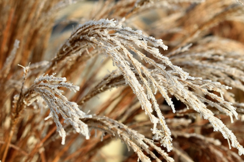 Natura erba ramo freddo