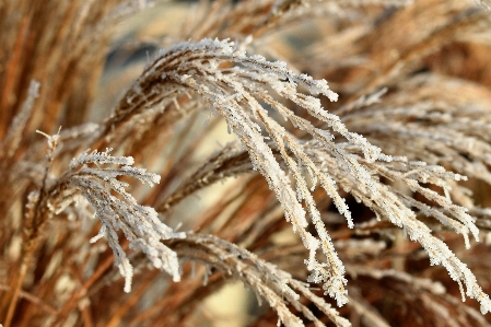 Nature grass branch cold Photo