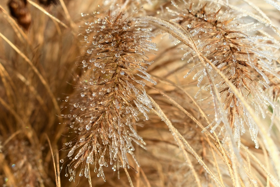 Nature grass branch cold