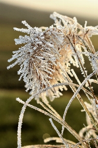 Tree nature grass branch Photo