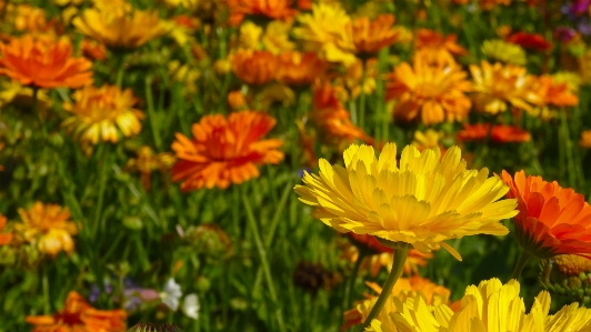 Nature grass plant field Photo