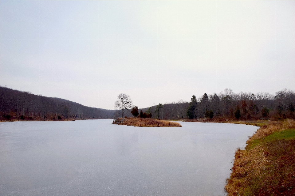 Landscape tree water nature