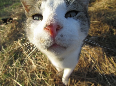 Grass outdoor hay sweet Photo