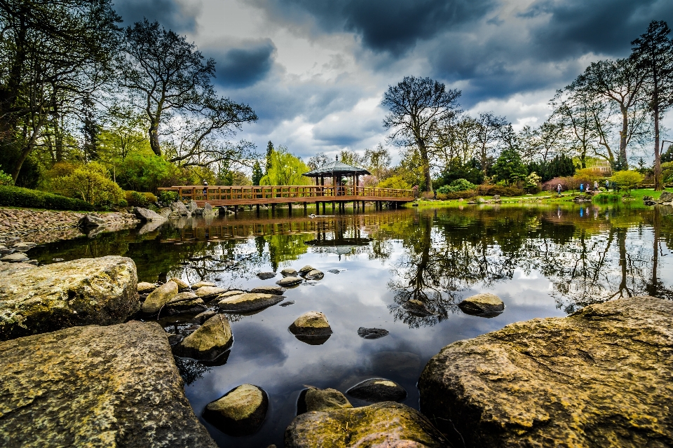 Landscape tree water nature