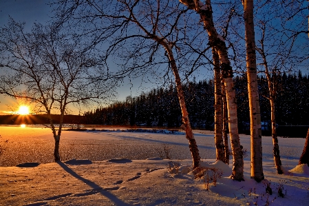 Landscape tree nature forest Photo