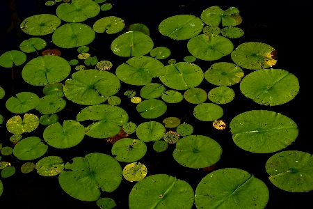 Deniz bitki yaprak çiçek Fotoğraf