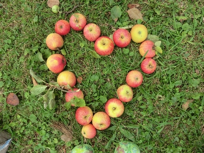 Foto Apple árvore grama plantar