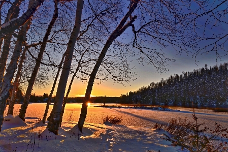 Landscape tree nature branch Photo