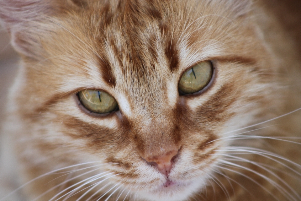 Lindo gato atigrado
 mamífero