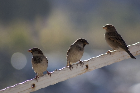 Nature branch bird wing Photo