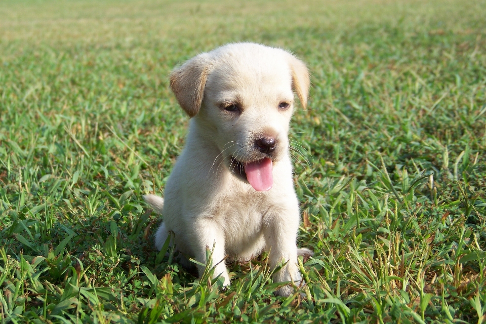 Césped cachorro perro animal