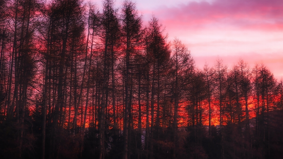 Landschaft baum natur wald