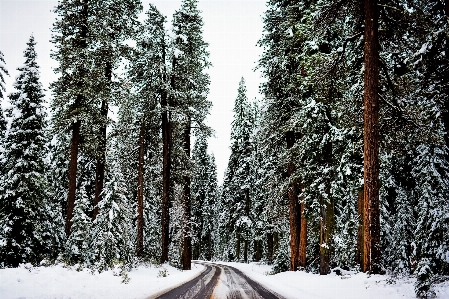 Landscape tree nature forest Photo