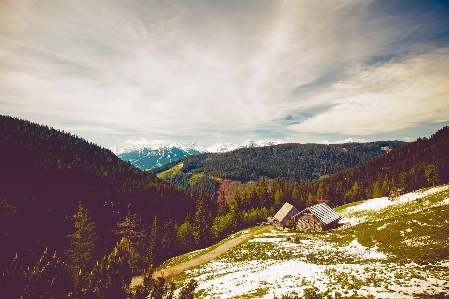 Landscape tree nature forest Photo