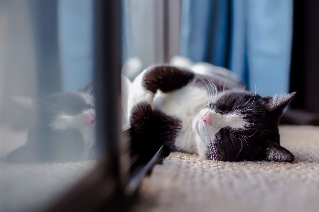 日光 白 家 動物 写真