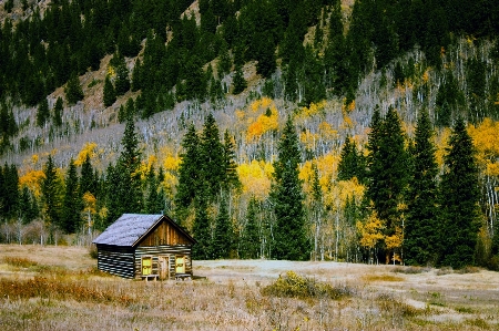 風景 木 自然 森 写真