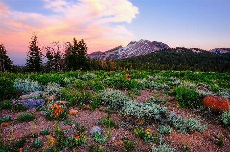 Landscape nature forest grass Photo