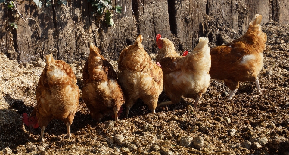 Pássaro animal frango galinha
