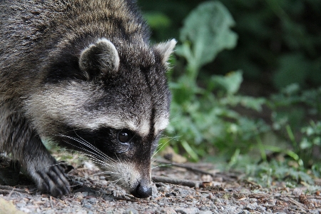 Nature ground animal cute Photo