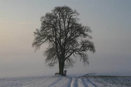 Landscape tree nature branch Photo