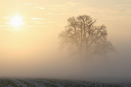 Photo Paysage arbre nature horizon