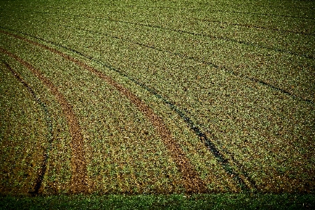 Foto Paesaggio natura erba struttura