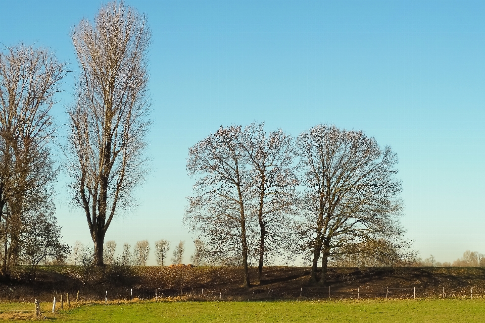 Paesaggio albero natura erba