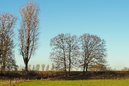 Landscape tree nature grass Photo