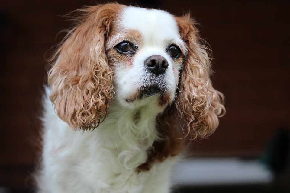 甘い 子犬 犬 動物