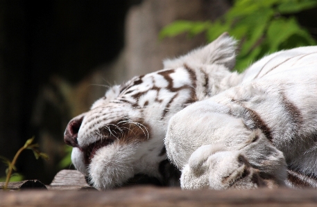 Foto Animal jardim zoológico gatinho gato