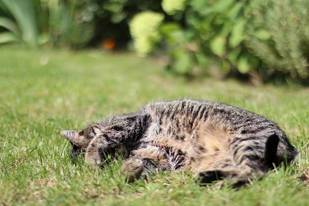 Foto Grama doce animal animais selvagens