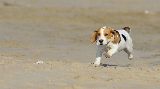 白 子犬 犬 動物 写真