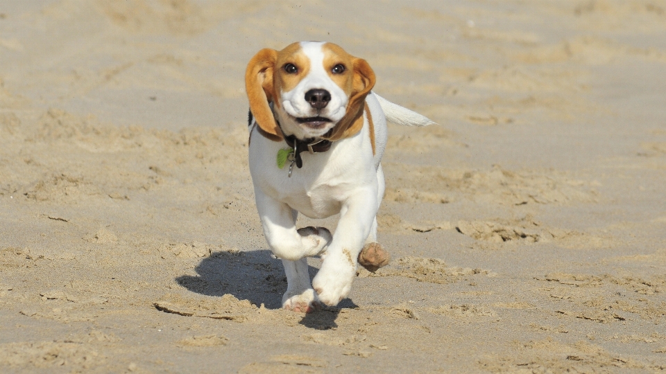 White puppy dog animal