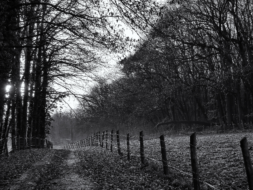 Landscape tree nature forest