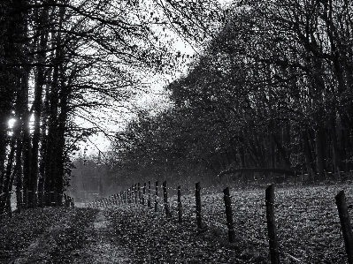 Landscape tree nature forest Photo