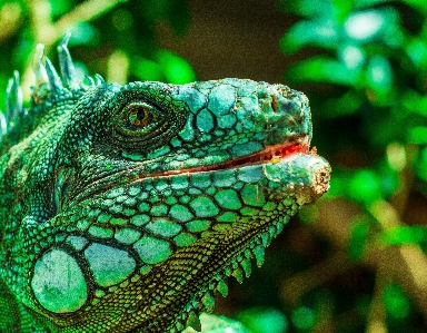 自然 動物 野生動物 緑 写真