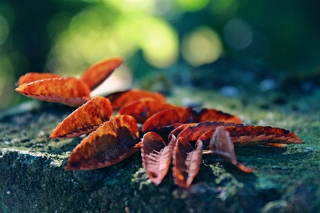 Nature forest leaf underwater Photo