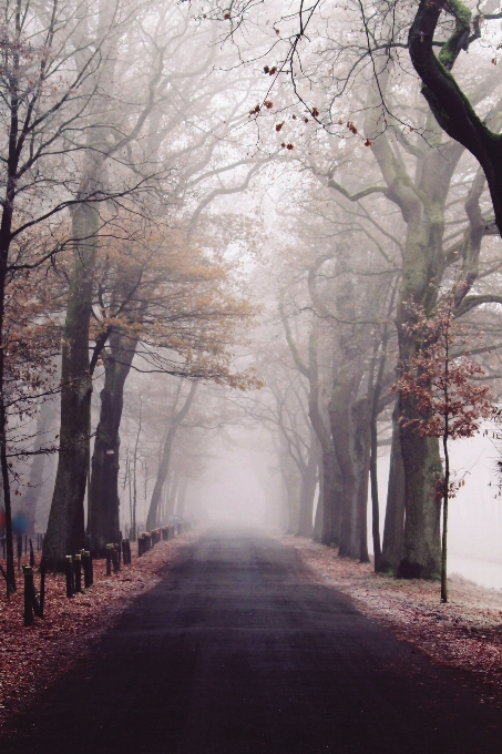 Landscape tree nature forest