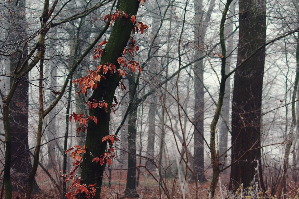 Landscape tree nature forest