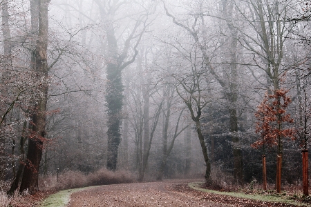 Foto Paisagem árvore natureza floresta