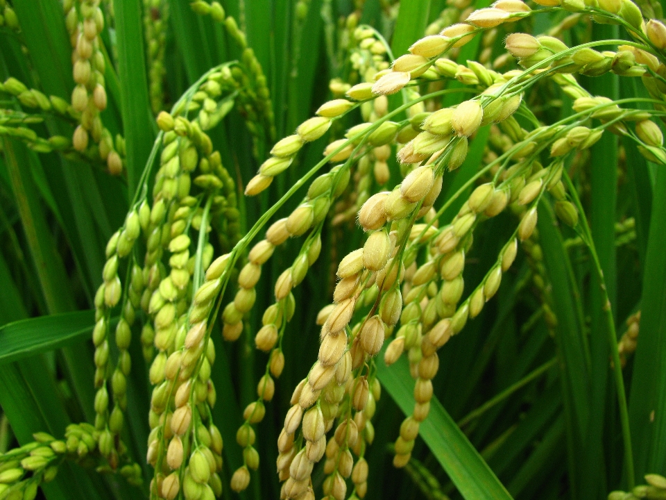 木 植物 花 食べ物