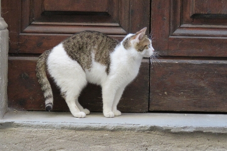 Photo Animal de compagnie chat mammifère italie